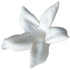 Hawaiian jasmine